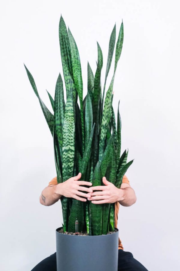 Sansevieria Laurentii - تصویر 2