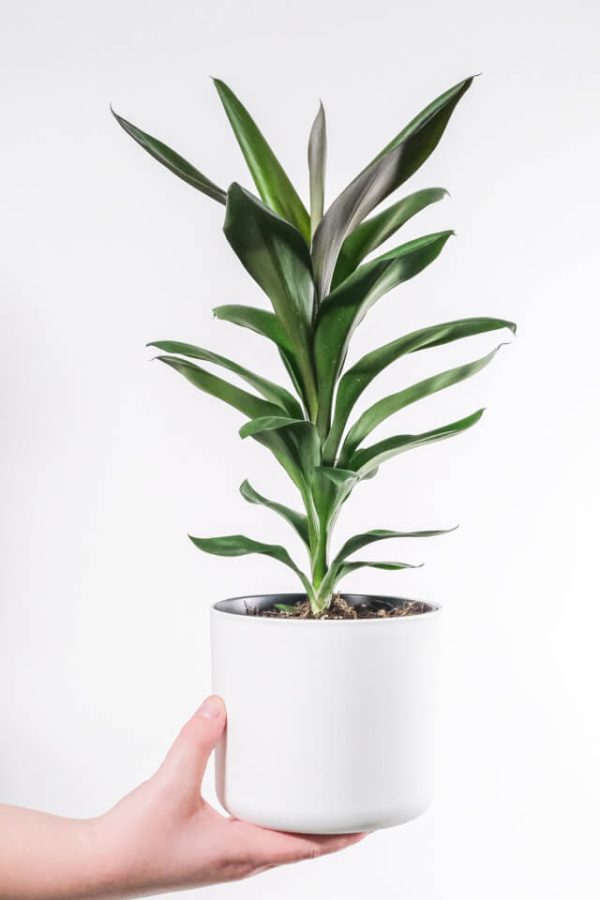 Dracaena Lisa - تصویر 2