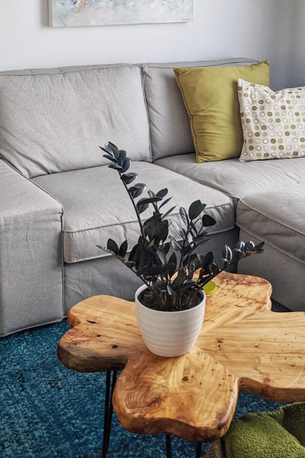 Calathea Rufibarba - تصویر 2